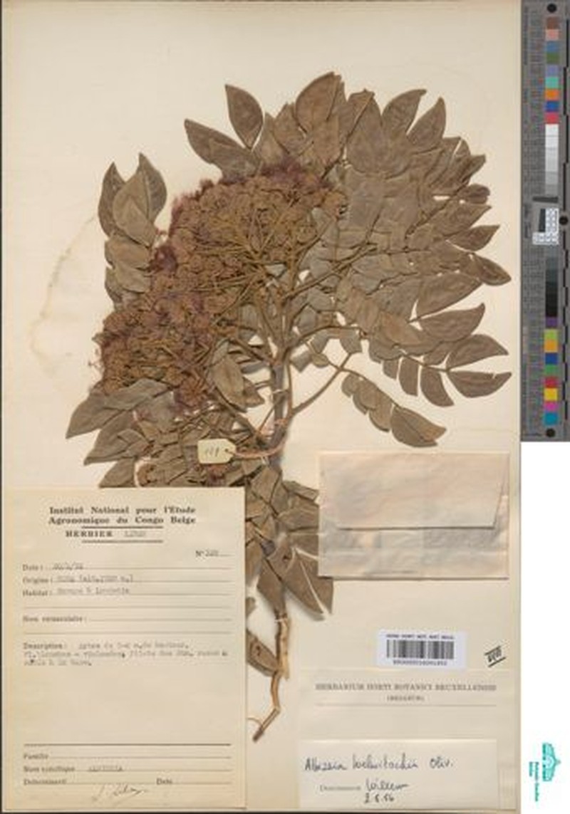 Albizia welwitschii