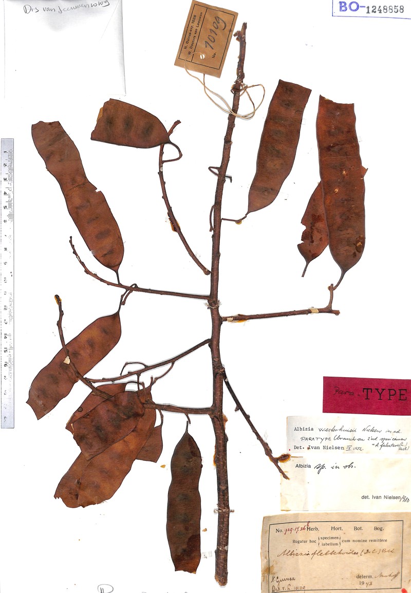 Albizia westerhuisii