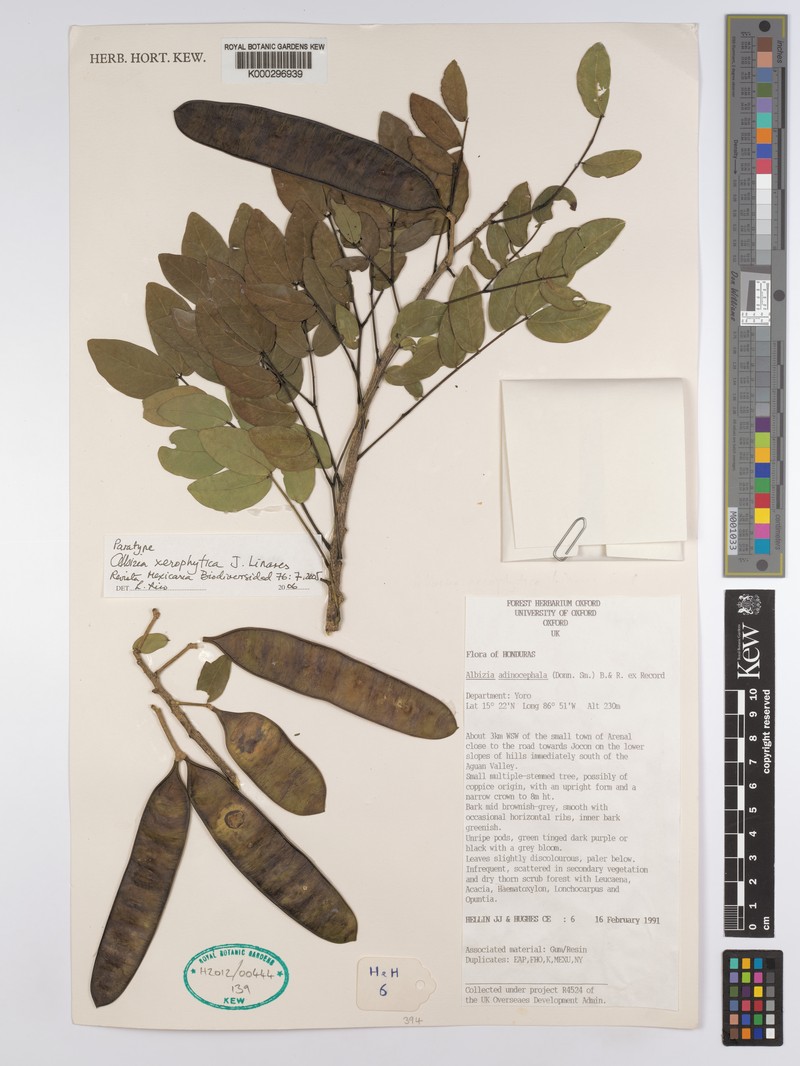 Albizia xerophytica