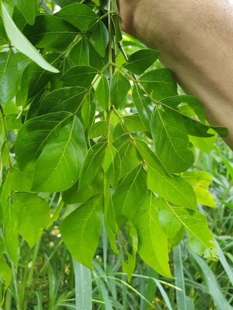 Albizia photo 3