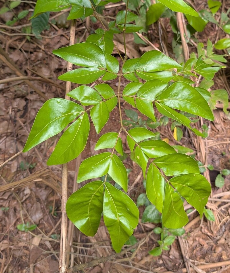 Albizia photo 5