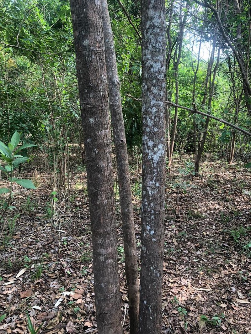 Albizia photo 6