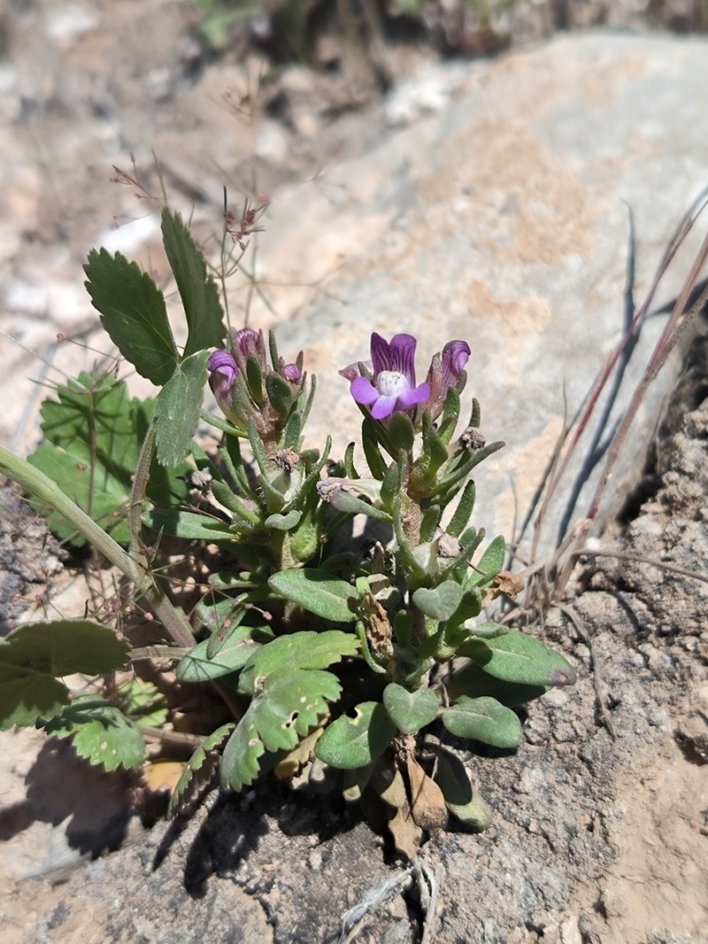 Albraunia fugax