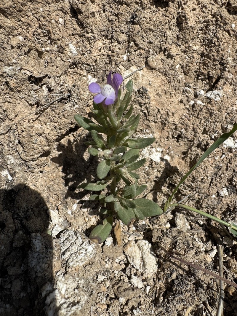 Albraunia fugax photo 2