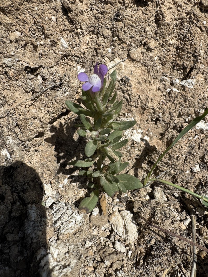 Albraunia fugax photo 3