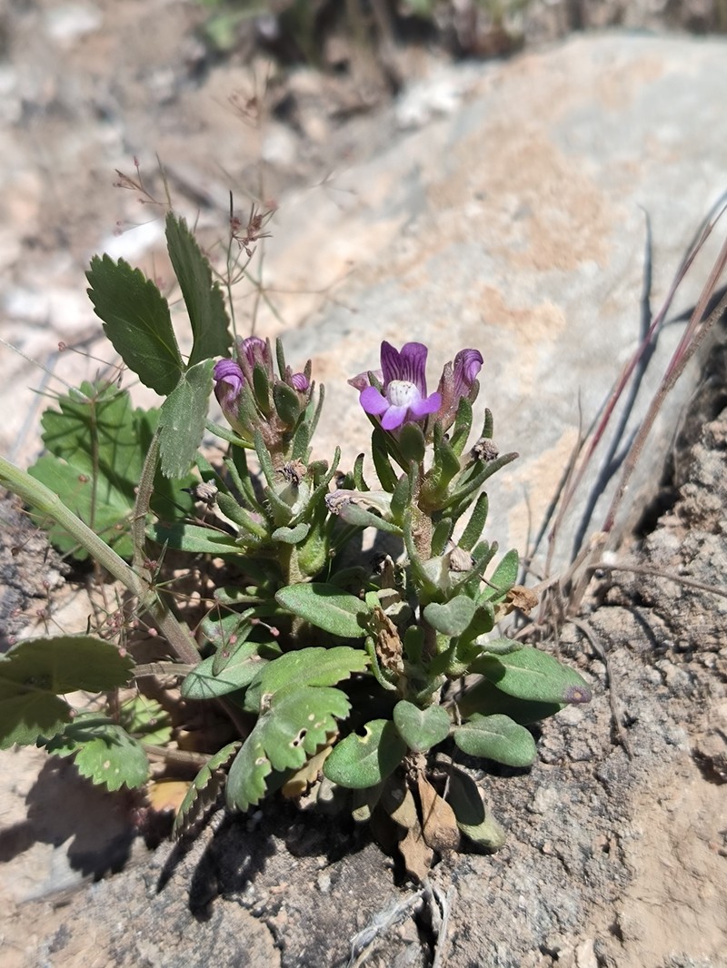 Albraunia fugax photo 4