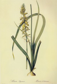 Albuca abyssinica
