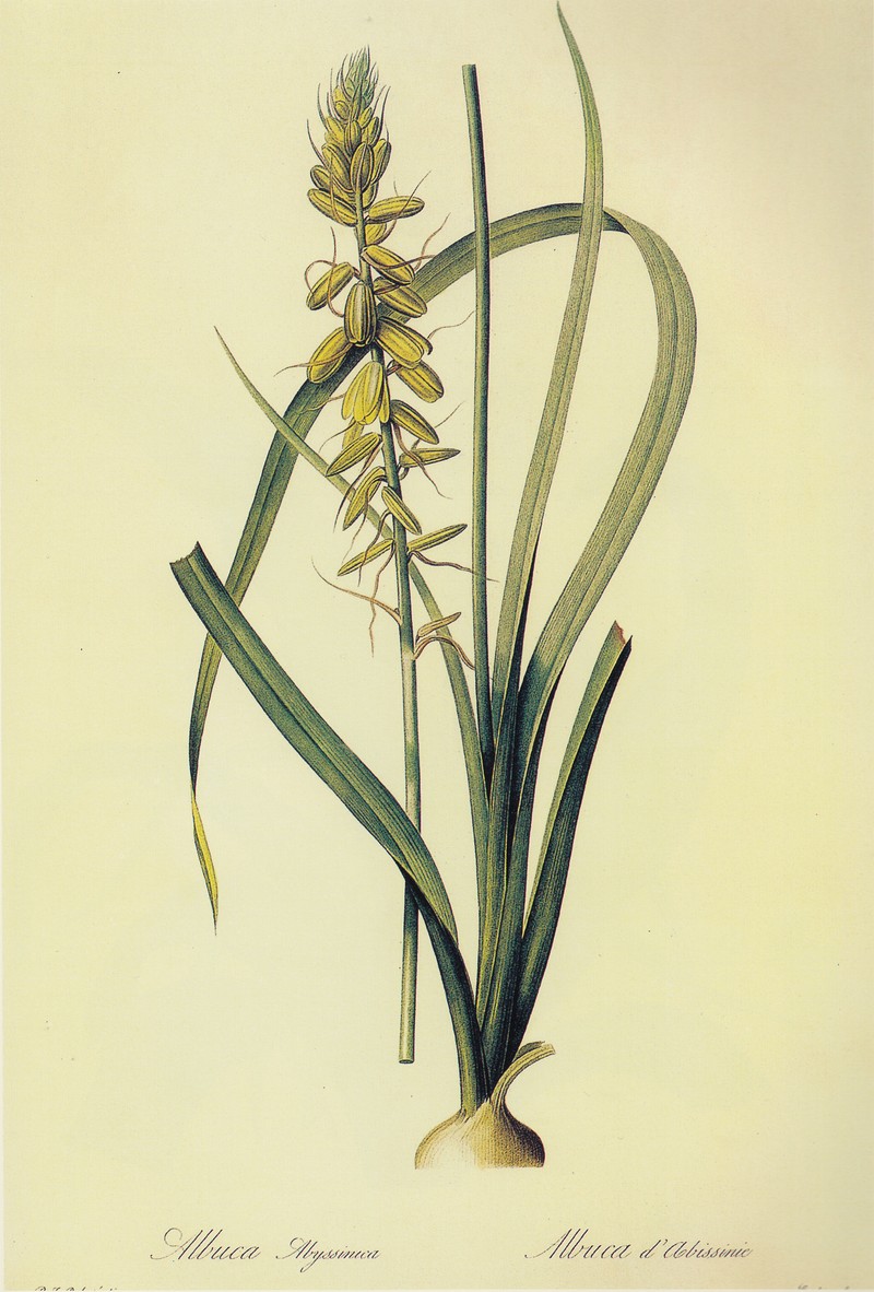 Albuca abyssinica