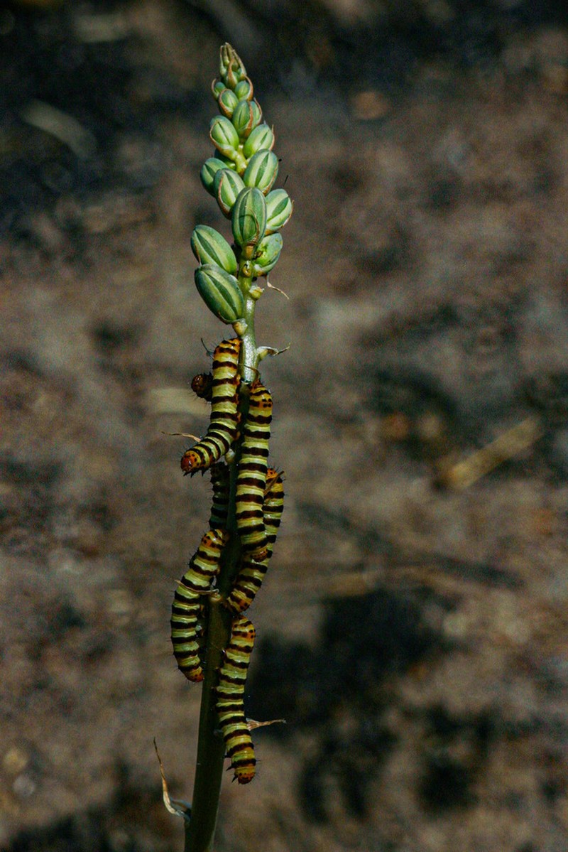 Albuca abyssinica photo 2