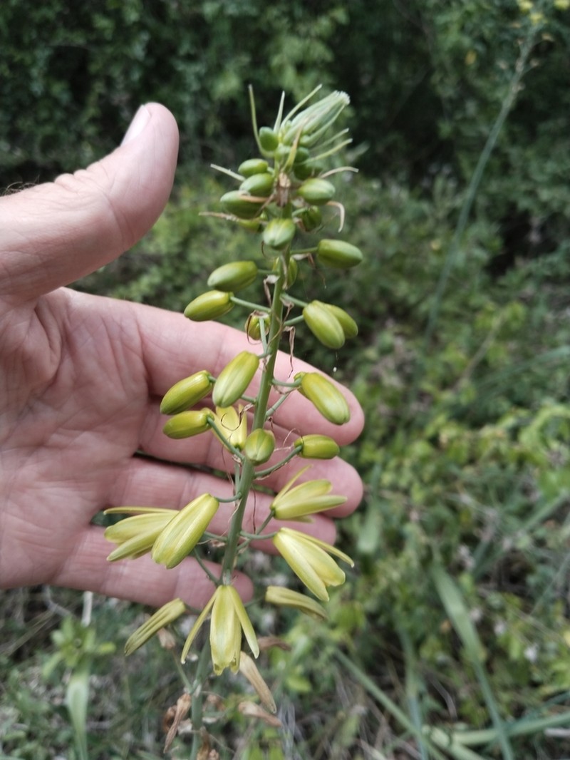 Albuca abyssinica photo 3