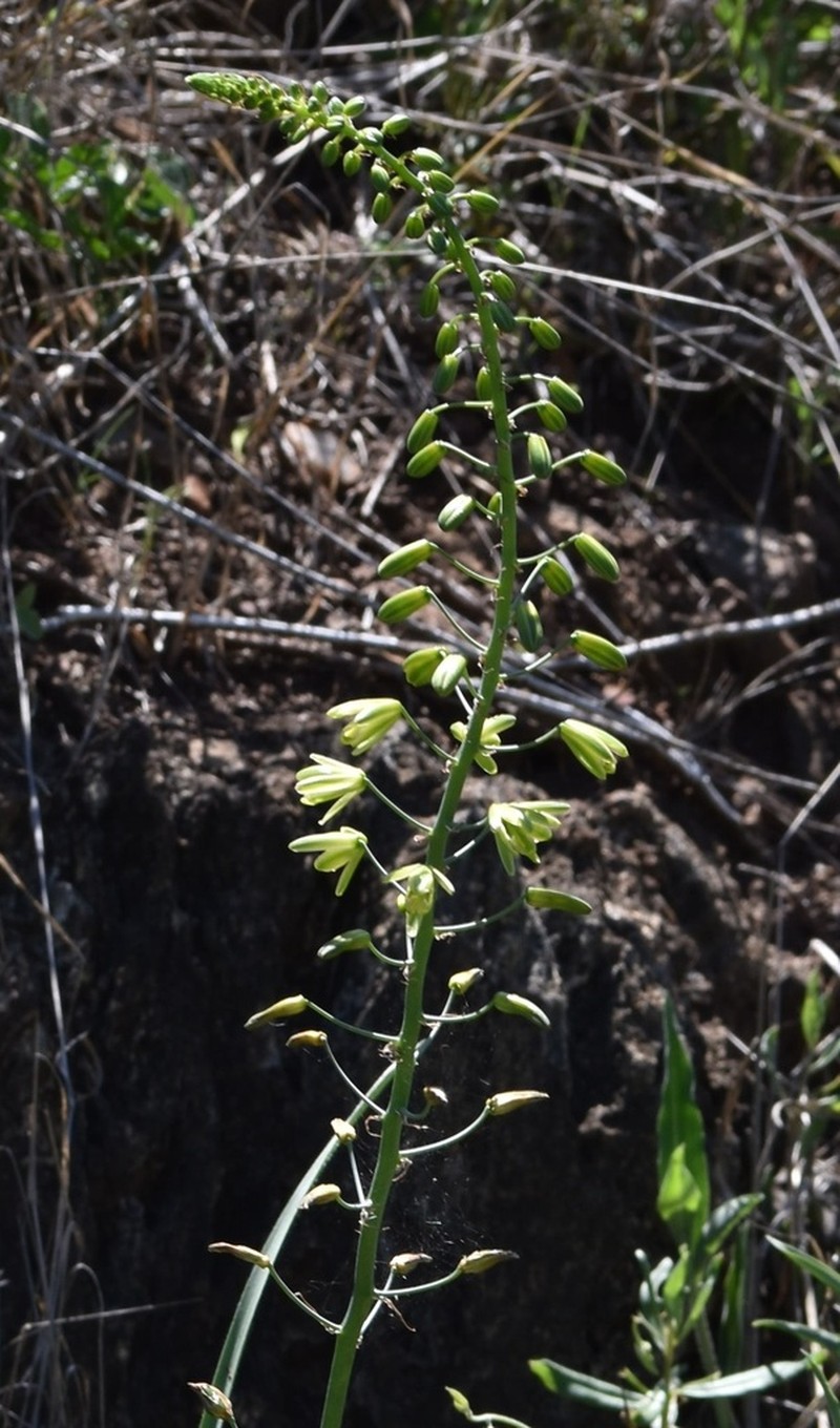 Albuca abyssinica photo 4