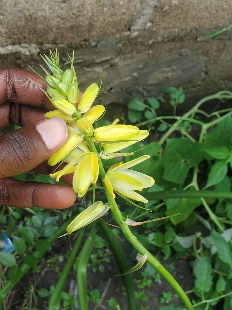 Albuca abyssinica photo 6