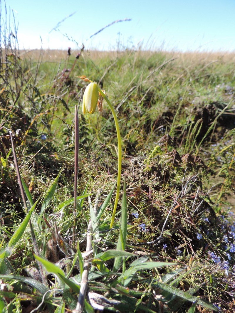 Albuca abyssinica photo 7