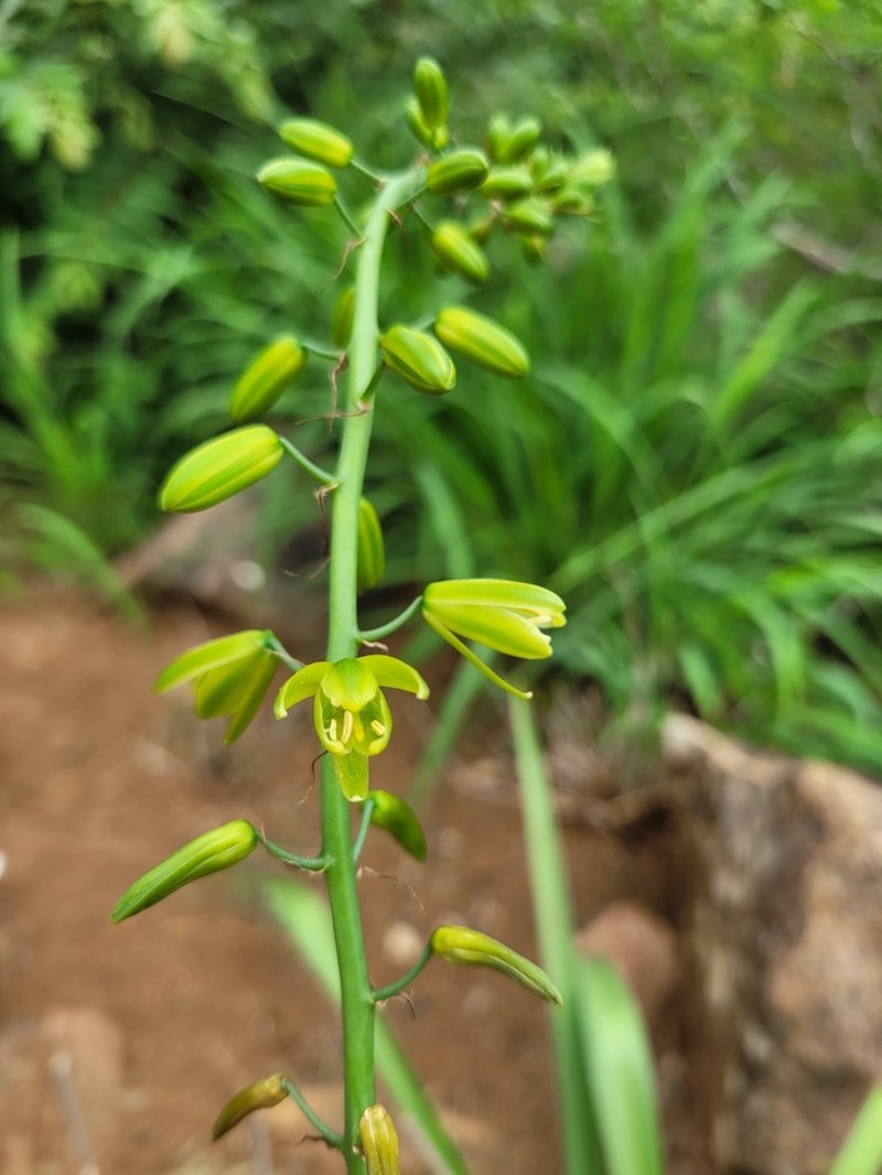 Albuca abyssinica photo 8
