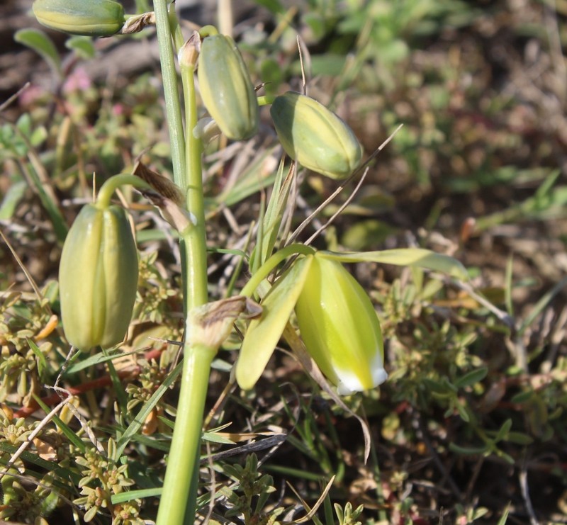 Albuca acuminata
