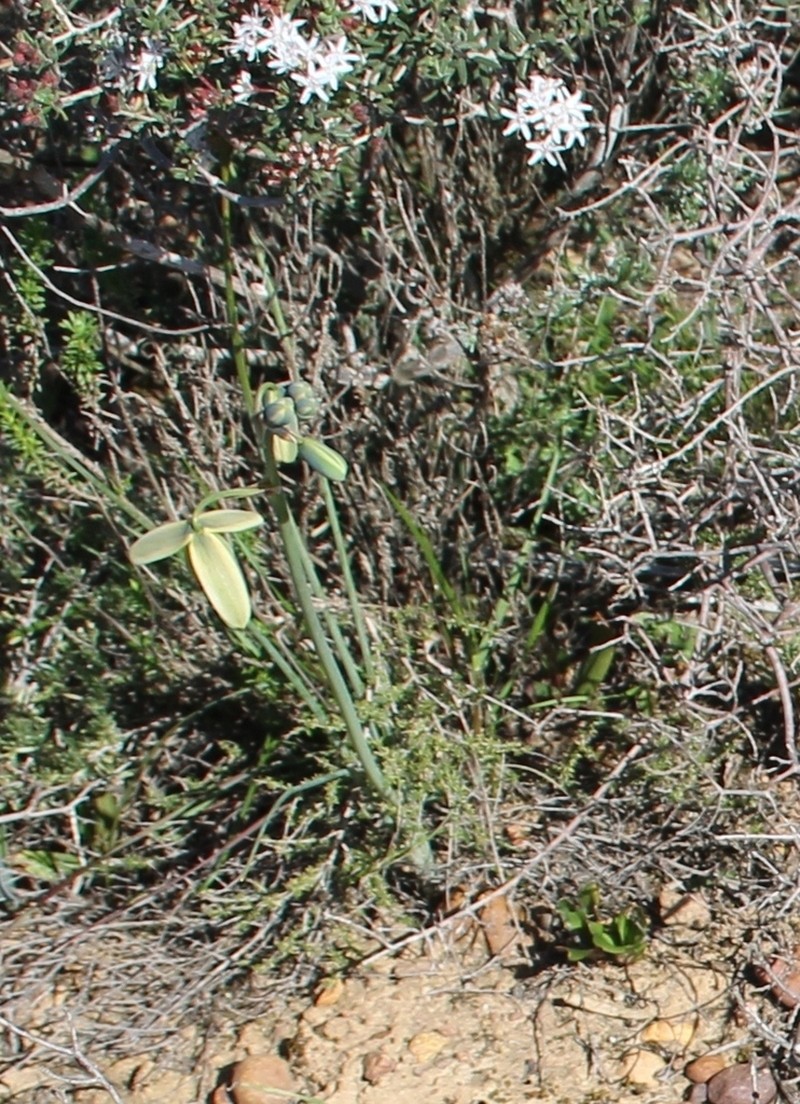 Albuca acuminata photo 2