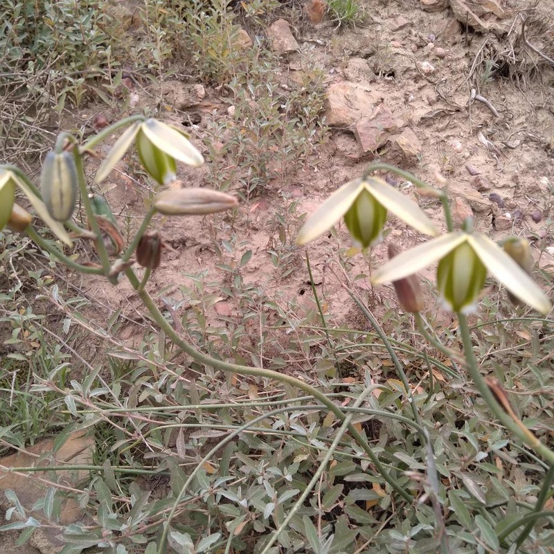 Albuca acuminata photo 3
