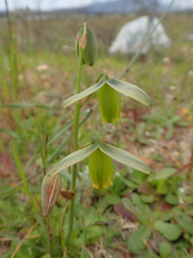 Albuca acuminata photo 4