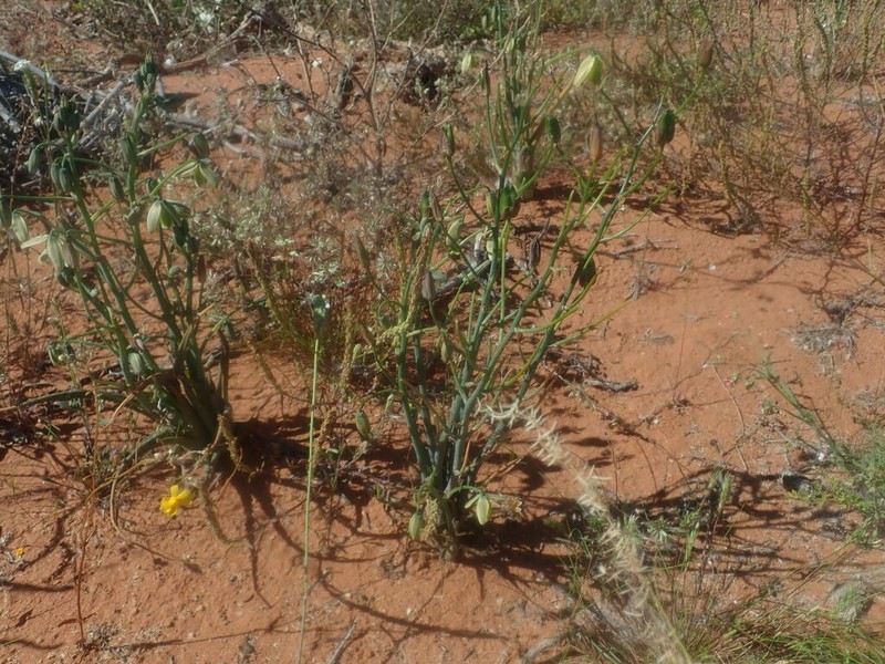 Albuca acuminata photo 5