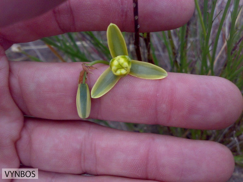 Albuca acuminata photo 6