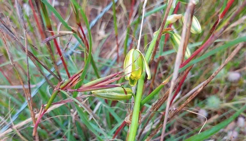 Albuca acuminata photo 7