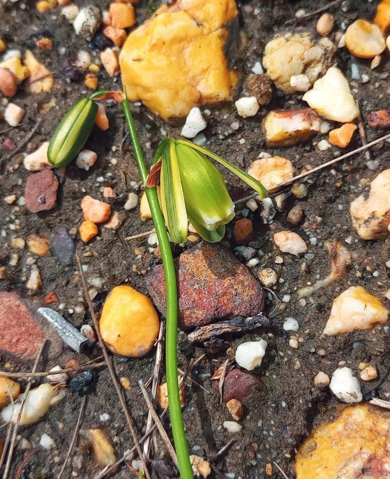 Albuca acuminata photo 8