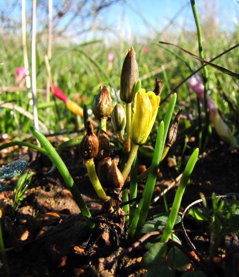 Albuca albucoides photo 2