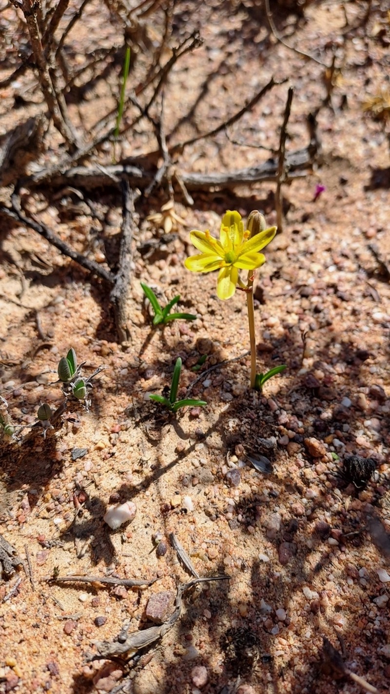 Albuca albucoides photo 3
