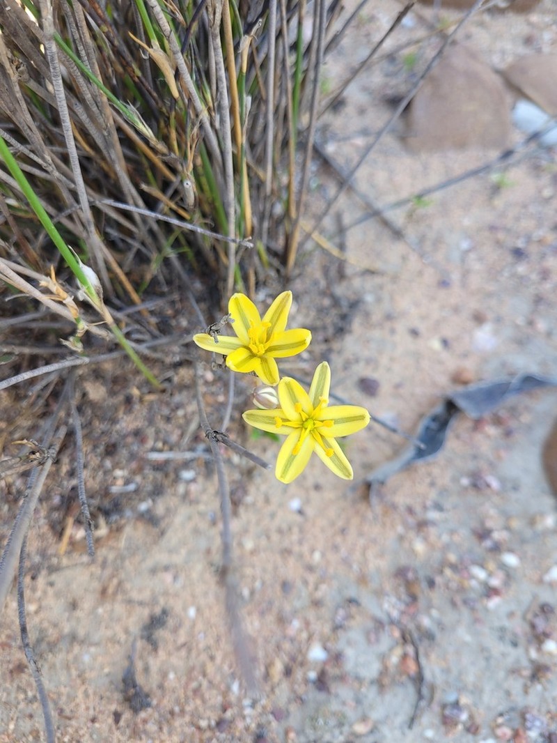 Albuca albucoides photo 4