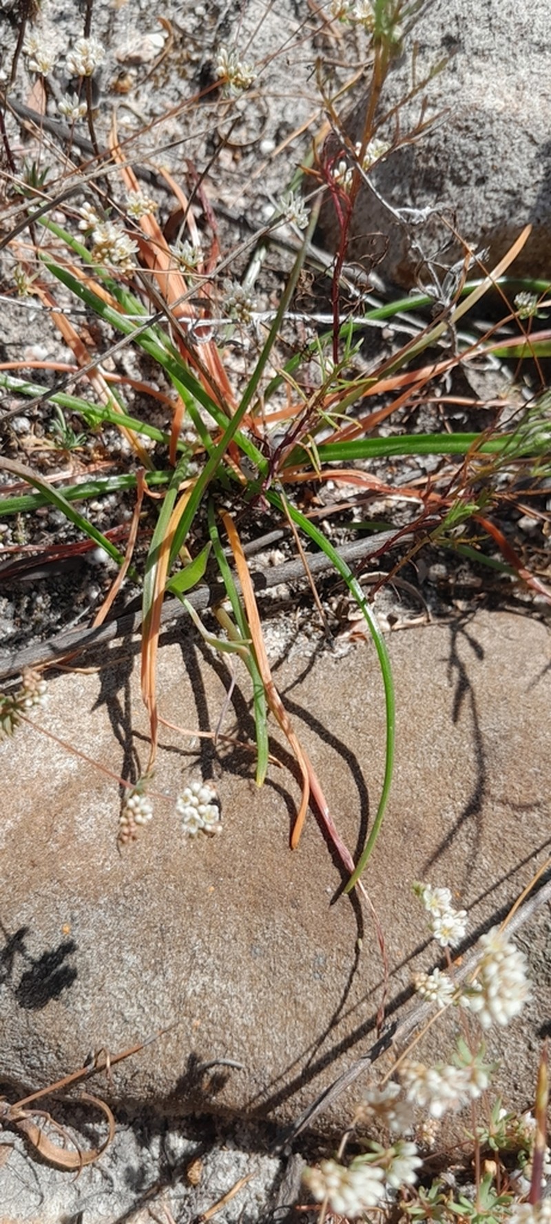 Albuca albucoides photo 5