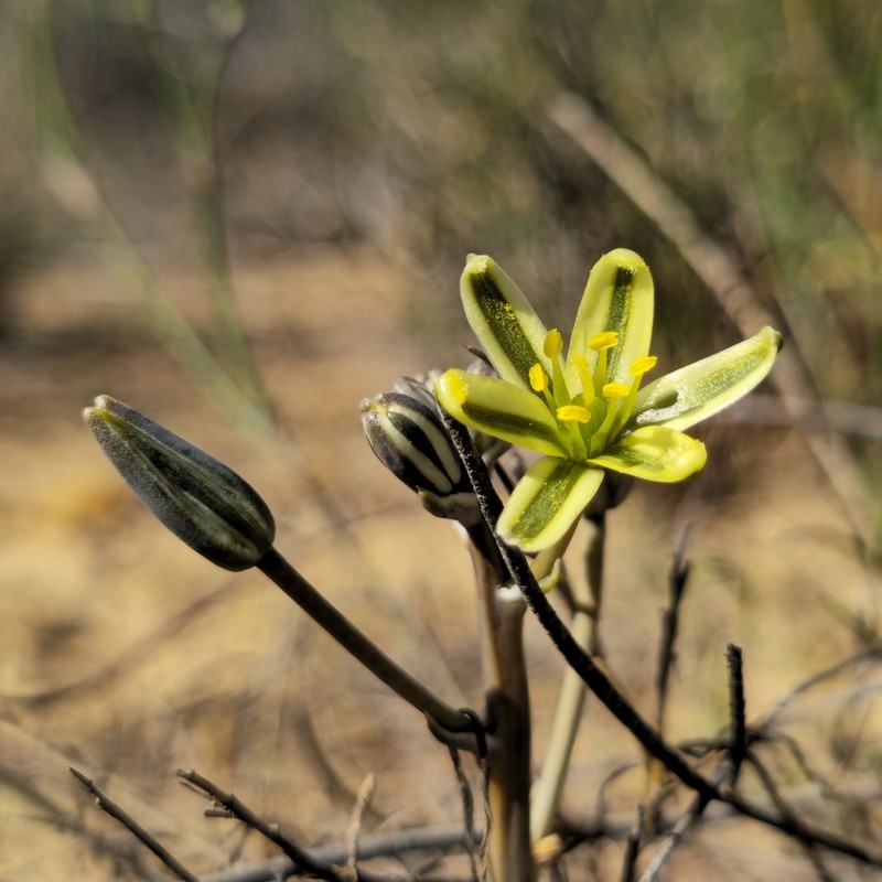 Albuca albucoides photo 6