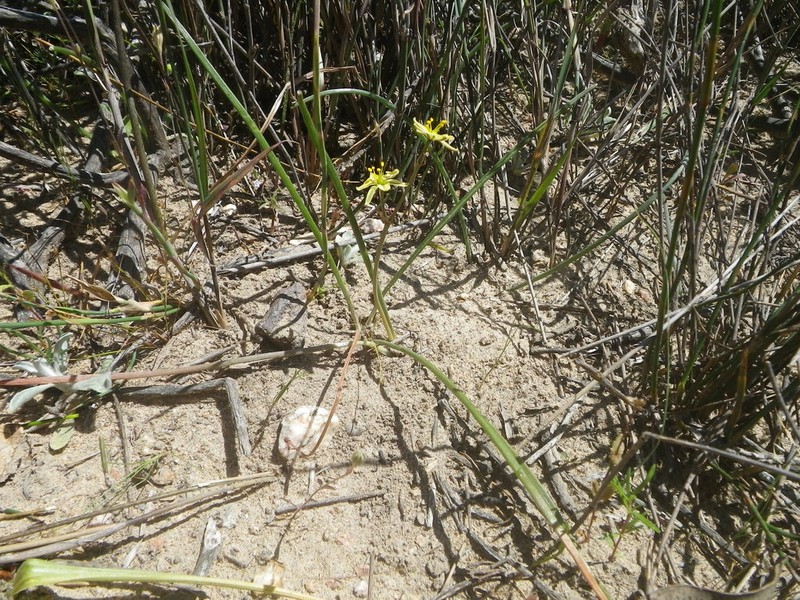 Albuca albucoides photo 7