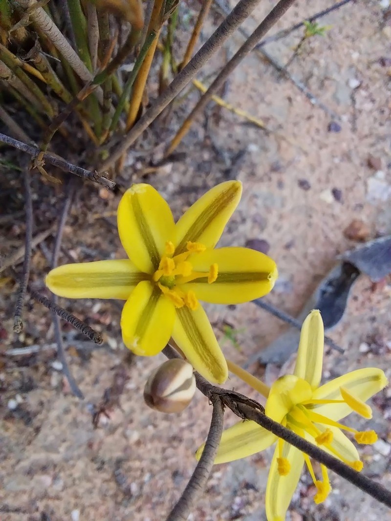 Albuca albucoides photo 8
