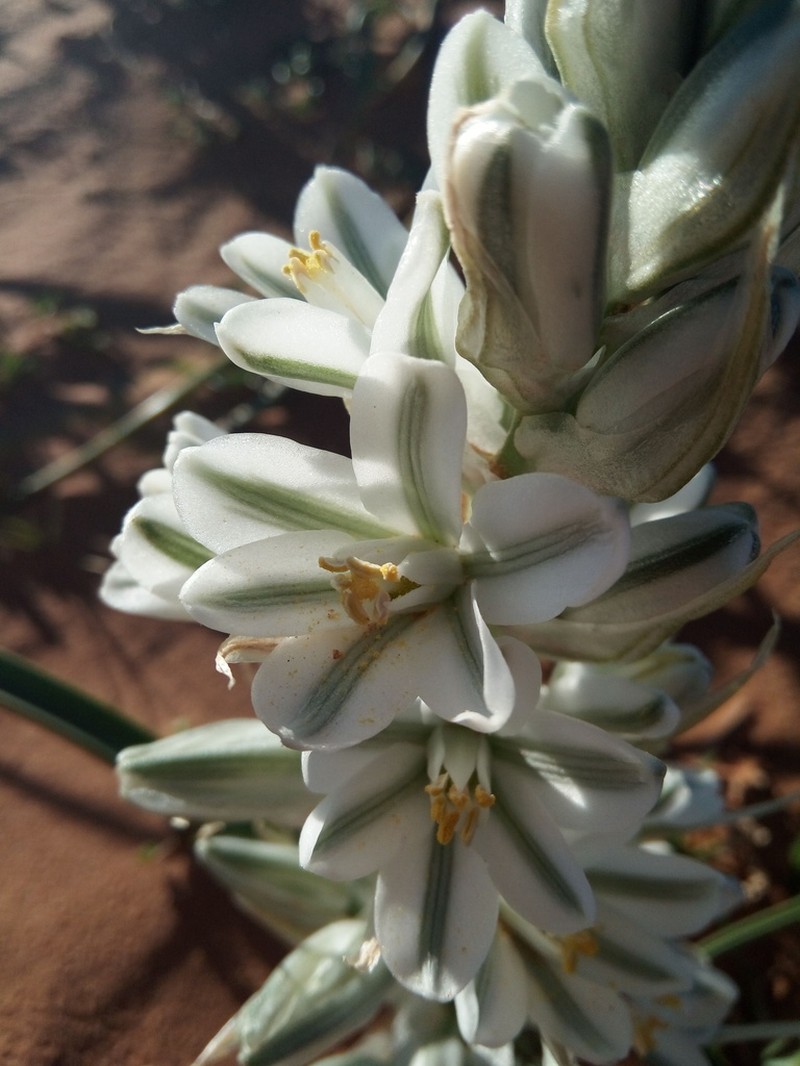 Albuca amoena