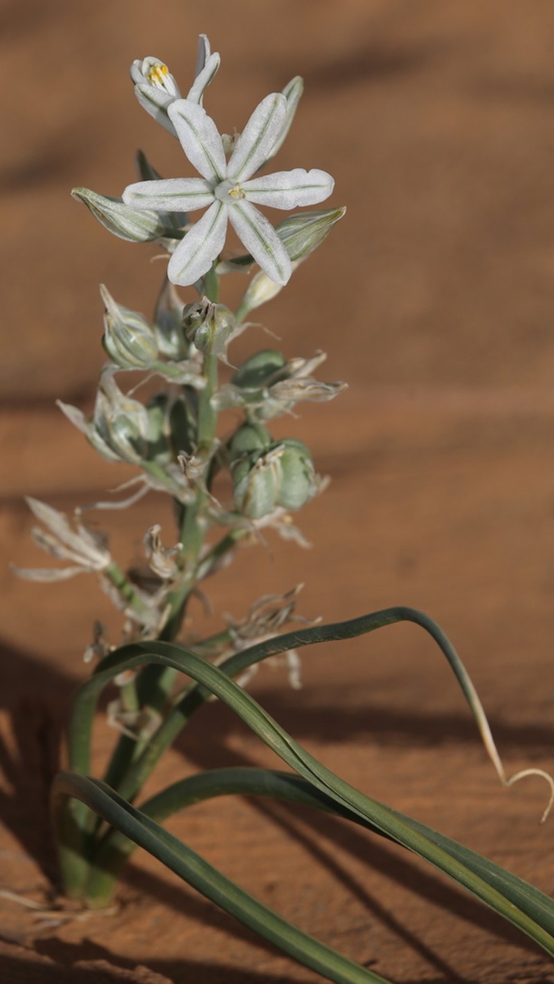 Albuca amoena photo 2
