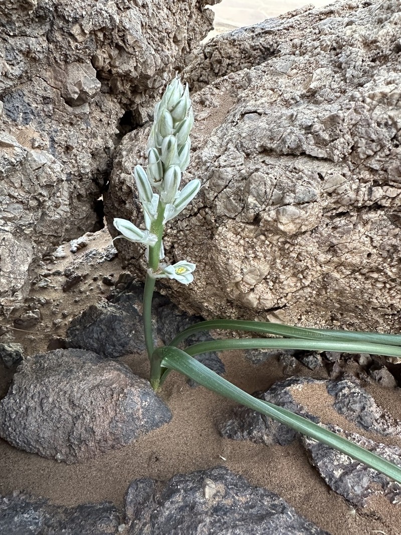 Albuca amoena photo 3