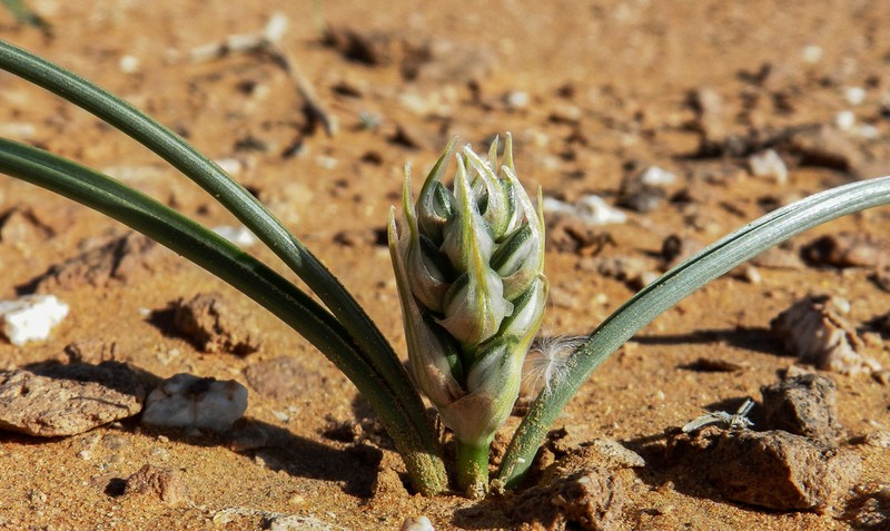 Albuca amoena photo 4