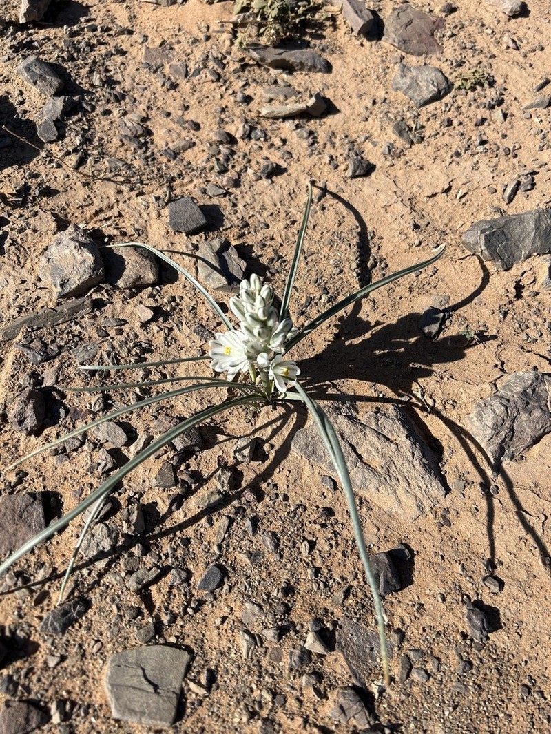 Albuca amoena photo 5