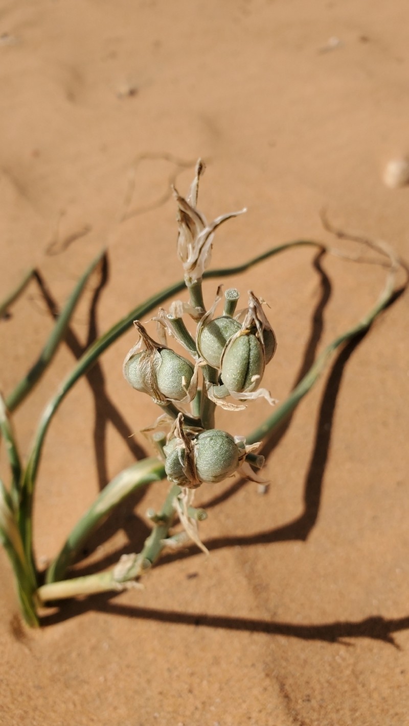 Albuca amoena photo 6