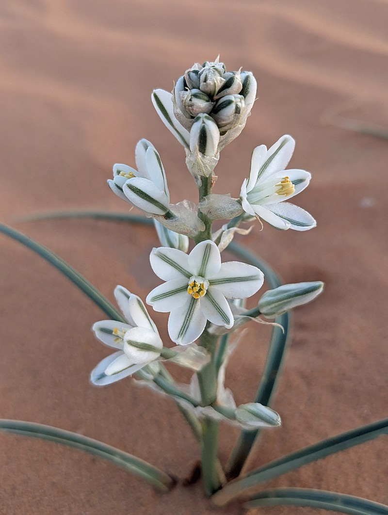 Albuca amoena photo 7