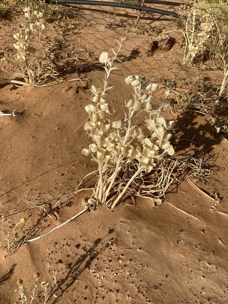 Albuca amoena photo 8