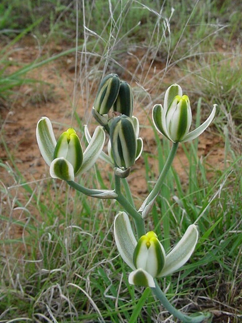 Albuca anisocrispa