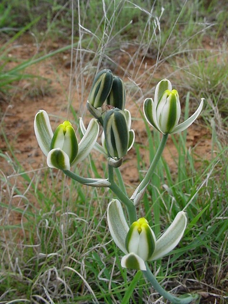Albuca anisocrispa photo 2