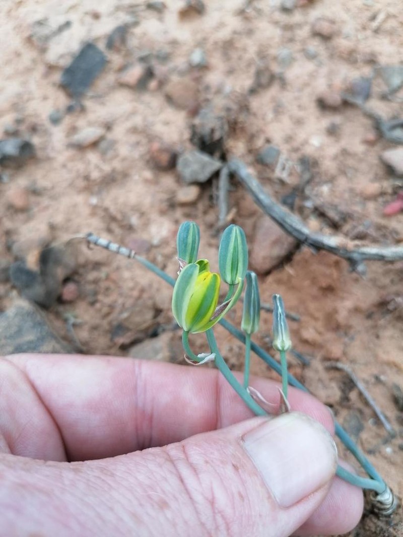 Albuca annulata