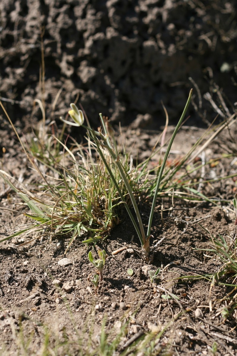 Albuca annulata photo 2