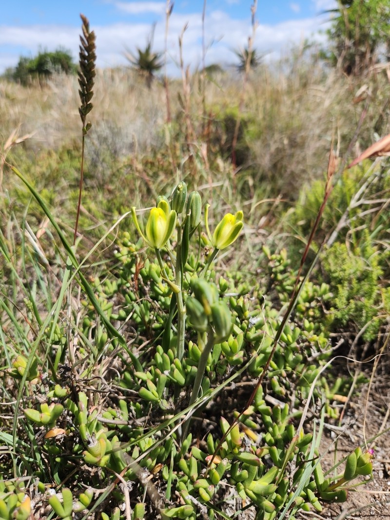 Albuca annulata photo 3