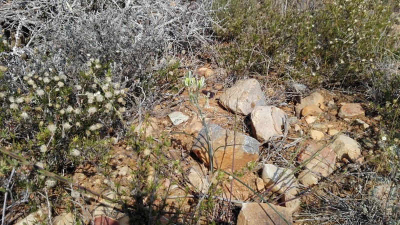 Albuca annulata photo 4