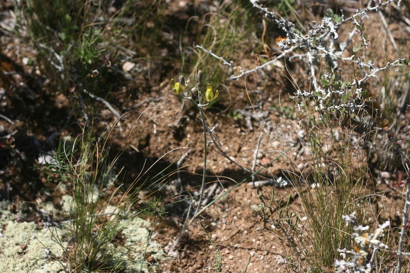 Albuca annulata photo 5