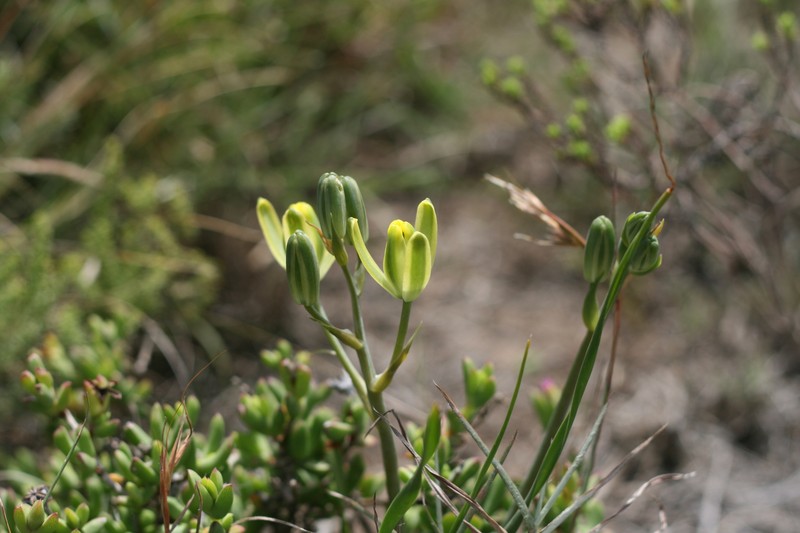 Albuca annulata photo 8