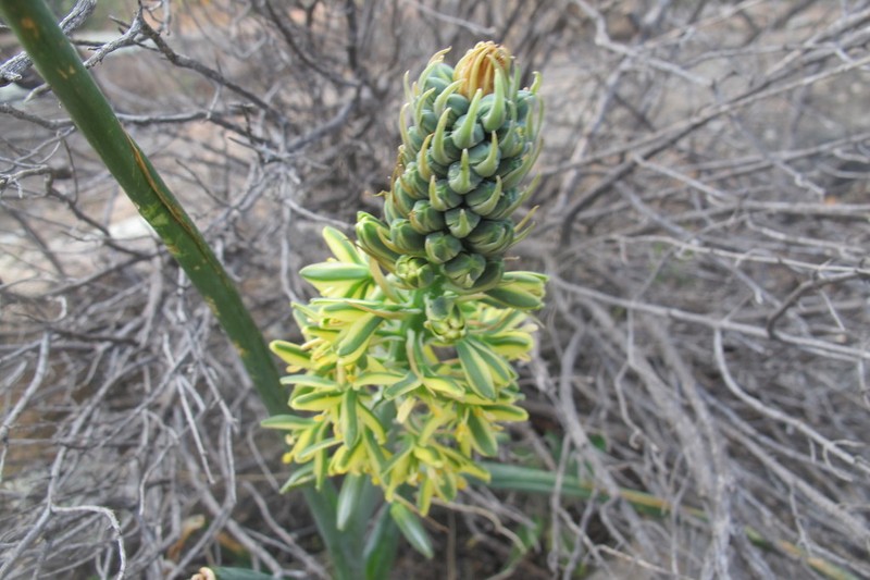 Albuca arenosa